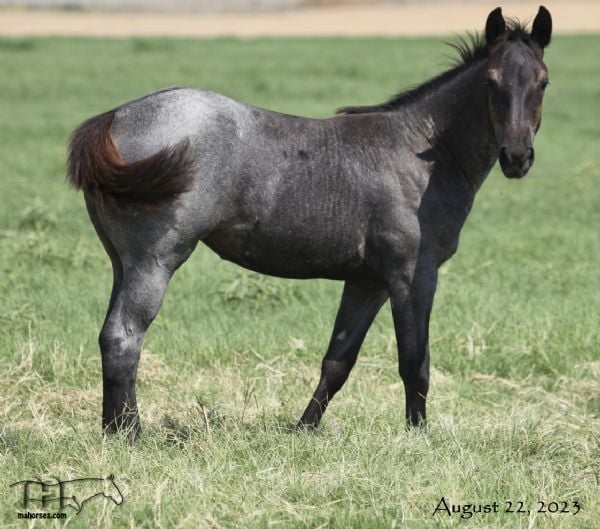 Trixie Leo Hancock's 2023 Blue Roan Filly